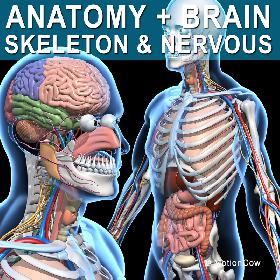 Skeleton, Anatomy & Nervous System